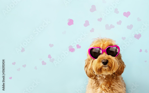 Cute dog celebrating Valentines day with heart shaped valentine sunglasses