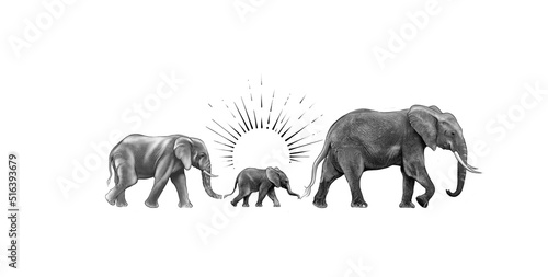 Elephant family 