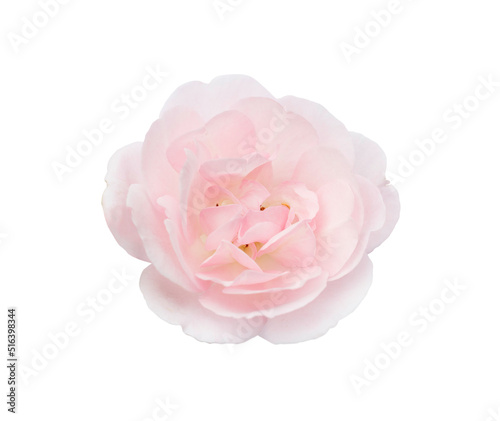 pink roses on a isolate white background with clipping path or cutout.