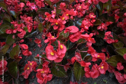 Czerwone kwiaty w ogrodzie 