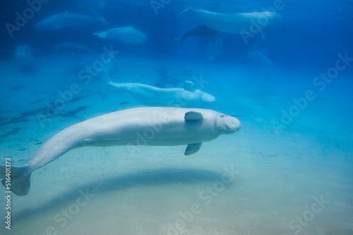 Beluga whales in the aquarium, in nature