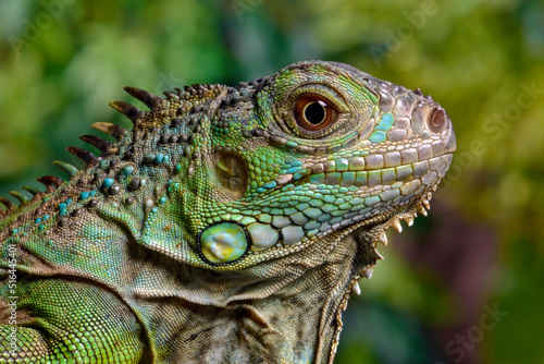 Green iguana // Grüner Leguan (Iguana iguana) 