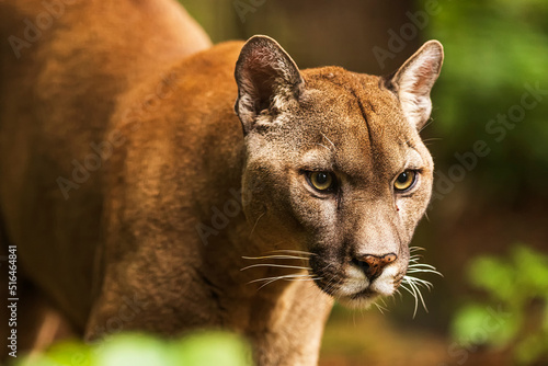 close detail of Cougar (Puma concolor), puma, mountain lion, panther, or catamount