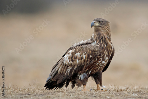 Bielik (Haliaeetus albicilla)