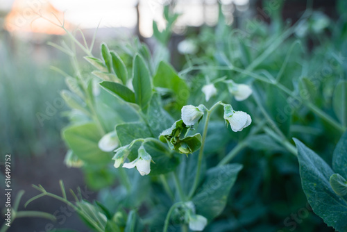 Small white flowers of flowering pea in drops of water close-up
