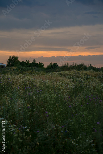 chamomile field at sunset in the city of Lipsk, summer 2022