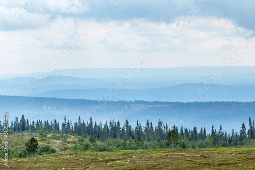 Forest view and a rolling misty landscape view