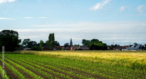 Landscape with Corn and Barley fields in West Flanders, Belgium 