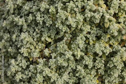 Top view of green leaves of wild common greek Cretan oregano in the mountains