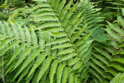 fern leaves in the forest.