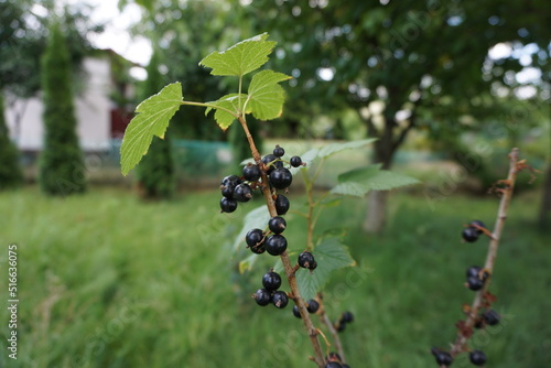 Porzeczka czarna (Ribes nigrum) – owoc z rodziny agrestowatych podchodzący z Europy i Azji.