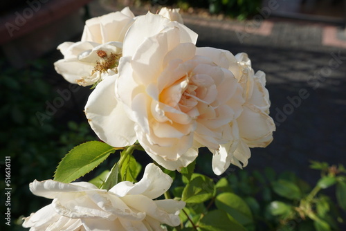 Biała róża