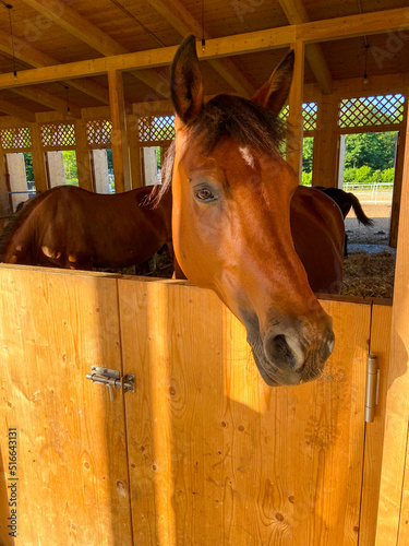 horse in his new stable in La Ferme La Gavotte, Geneva, Switzerland