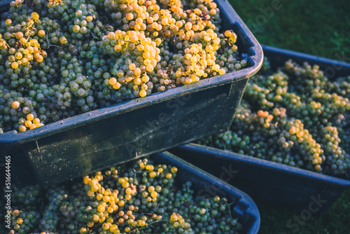 White vine grapes. Rhine riesling grapes for making wine in the harvesting crate, Hungary