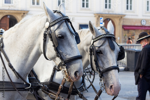 Horses pulling carriage at Stephansplatz in Vienna, Austria