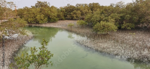 View of Mangrove from Jubail Mangrove - Abu Dhabi, UAE
