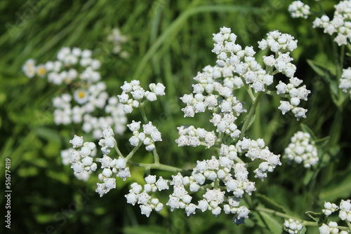 Wild quinine close-up at Somme Prairie Grove in Northbrook, Illinois