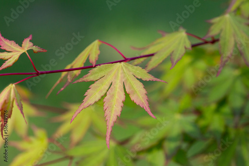 Green spring leaves of Amur Maple tree. Japanese maple acer japonicum leaves on a natural background.