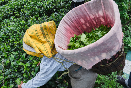 DARJEELING, INDIA, - June 23,2022 Harvesting, Rural women workers plucking tender tea shoots in gardens of Darjeeling, one of the best quality tea in the world, India