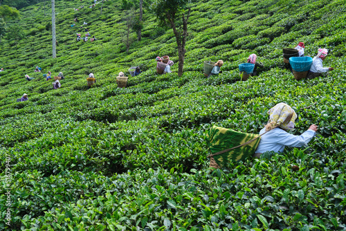 DARJEELING, INDIA, - June 23,2022 Harvesting, Rural women workers plucking tender tea shoots in gardens of Darjeeling, one of the best quality tea in the world, India