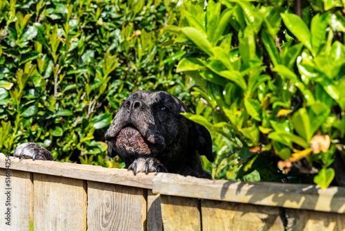 Cane Corso, duży czarny pies wspina się na łapach i patrzy przez drewnianą furtkę. 