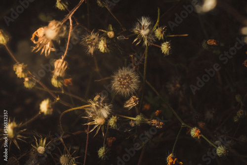 A dark moody painting like grainy photo of dry flowers and grass