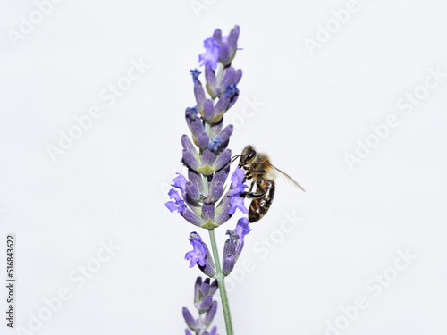 Honey bee on a lavender flower. White background