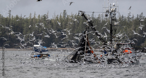 Gulls and Boat Fishing for Herring, Sitka, Alaska
