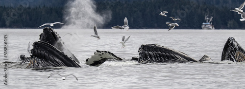 Bubble Feeding Humpback Whales, Sitka, Alaska