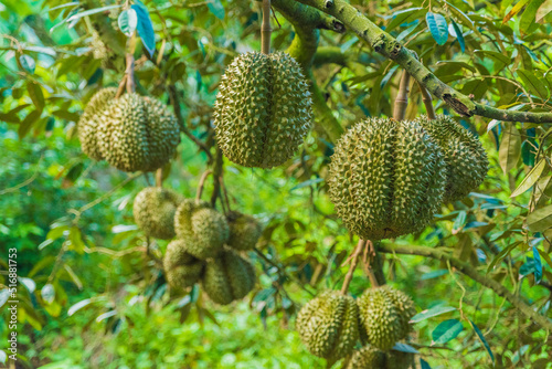 Durian tree, Fresh durian fruit on tree, Durians are the king of fruits, Tropical of asian fruit.