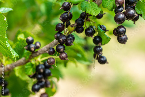 Macro shot of ripening blackcurrant berries in the garden. high quality photo