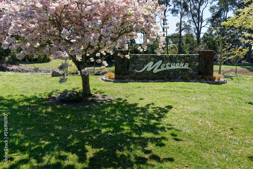 Motueka sign under spring blossom, Motueka, Tasman region, south island, Aotearoa / New Zealand