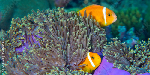 Blackfinned Anemonefish, Amphiprion nigripes, Magnificent Sea Anemone, Heteractis magnifica, Coral Reef, South Ari Atoll, Maldives, Indian Ocean, Asia