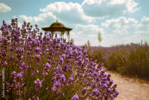 Blooming lavender field with beautiful cloudy sky