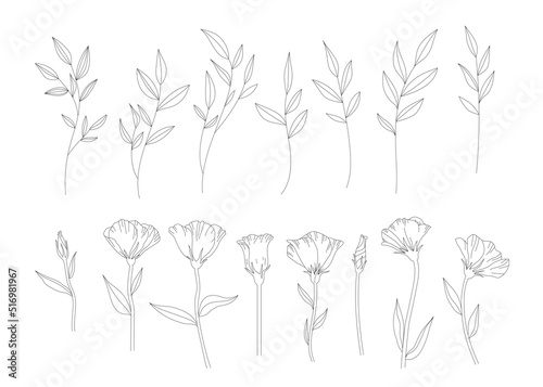 Line hand drawn set illustration of flowers and leaves, leaf on a branch, elegant ranunculus buttercup flower for trend floral design. Vector.