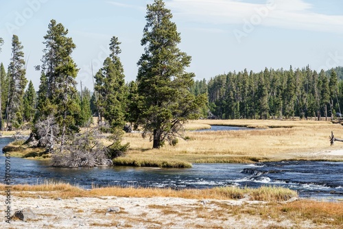 Flowing geyser and hot springs near trees in Yellowstone National Park