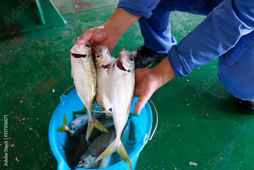 some tropical fish captured on board a ship at ancor in front mauritania harbour