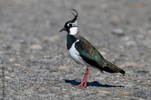 Kiebitz (Vanellus vanellus) auf einem Feldweg // Green plover on a country lane 