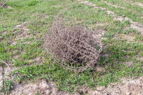 Dry tumbleweed grass in nature