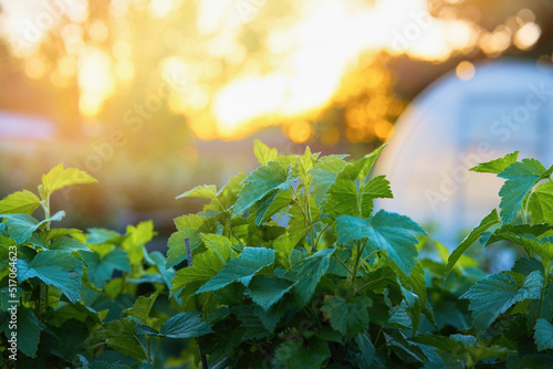 Fresh blackcurrant leaves in soft sunset sunlight. Summer cottage with a greenhouse at sunset.