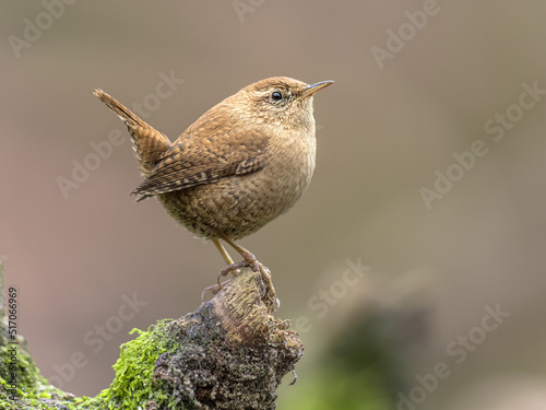 Eurasian wren perched on branch with erect tail.