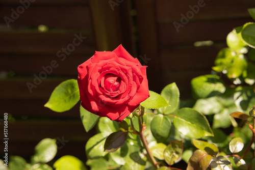 Czerwona róża w rozkwicie.