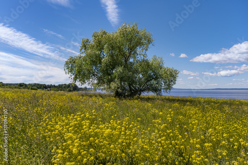 Flower meadow with a tall single tree on the banks of the Kama River (Perm Territory, Russia) in summer.