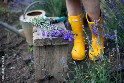 a pruning lavender