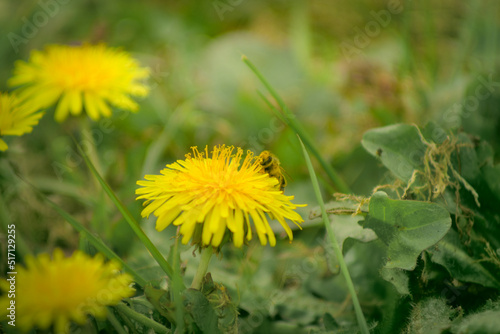 Bee and Taraxacum officinale as dandelion or common dandelion. Polish name "mniszek lekarski" "mniszek pospolity" or colloquially "mlecz"