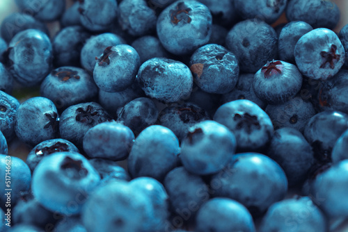 blueberry, borówka amerykańska, dużo zerwanych owoców
