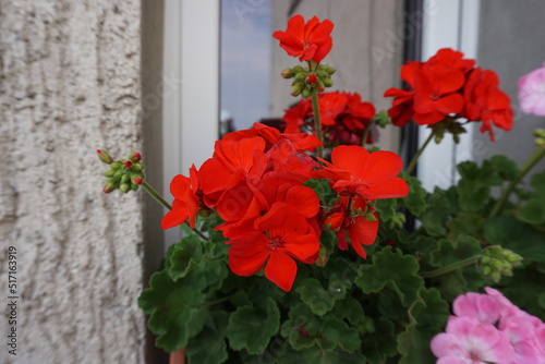 Pelargonia