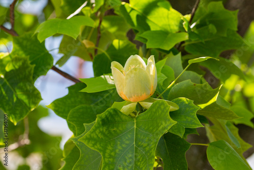 Liriodendron tulipifera beautiful ornamental tree in bloom, flowering yellow orange flowers