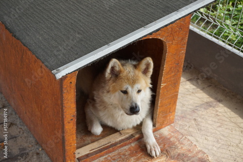 Akita Inu odpoczywa w swojej budzie