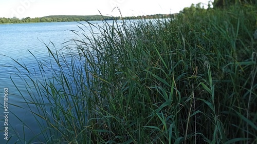 Brzeg jeziora pokryty trzciną. 